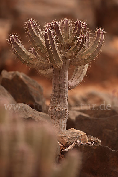 Vierkantige Euphorbie (Euphorbia echinus)