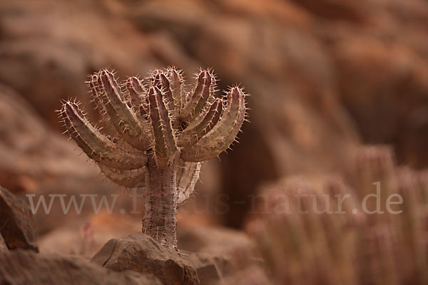 Vierkantige Euphorbie (Euphorbia echinus)