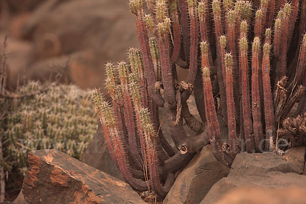 Vierkantige Euphorbie (Euphorbia echinus)