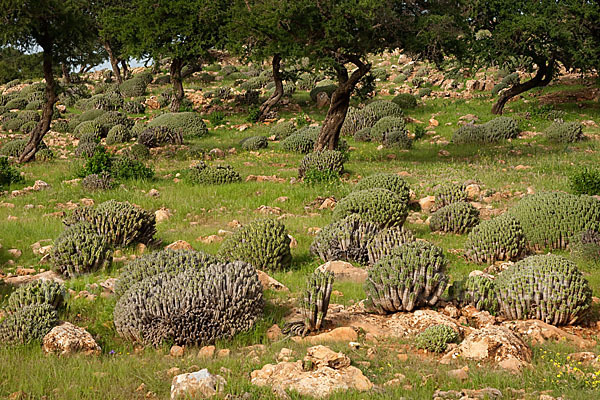 Vierkantige Euphorbie (Euphorbia echinus)