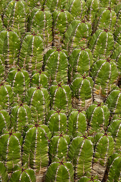 Vierkantige Euphorbie (Euphorbia echinus)