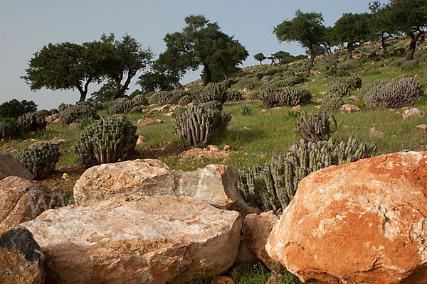 Vierkantige Euphorbie (Euphorbia echinus)