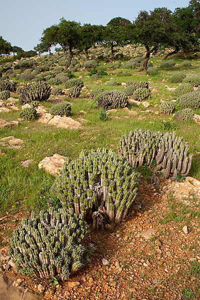 Vierkantige Euphorbie (Euphorbia echinus)