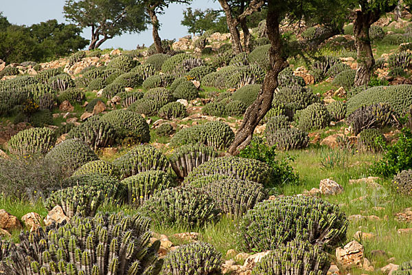 Vierkantige Euphorbie (Euphorbia echinus)