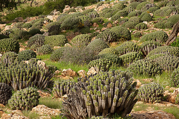 Vierkantige Euphorbie (Euphorbia echinus)