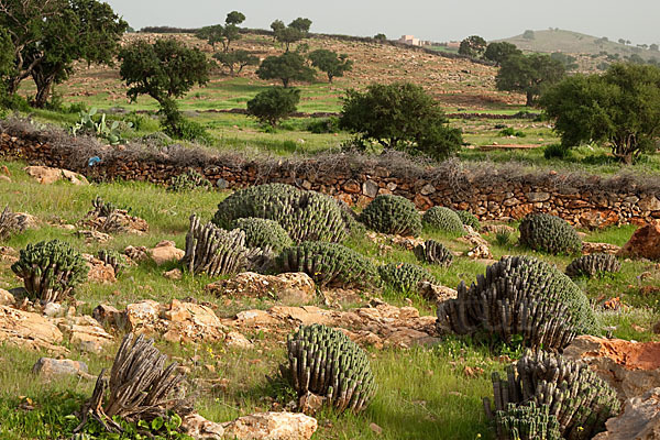 Vierkantige Euphorbie (Euphorbia echinus)