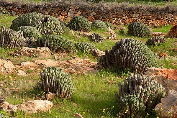 Vierkantige Euphorbie (Euphorbia echinus)