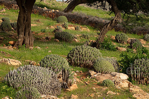 Vierkantige Euphorbie (Euphorbia echinus)