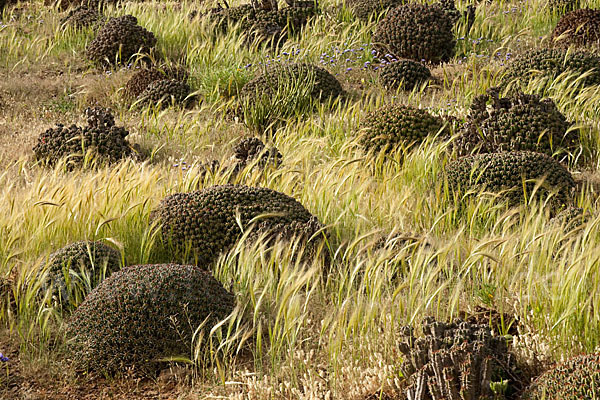 Vierkantige Euphorbie (Euphorbia echinus)