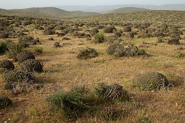 Vierkantige Euphorbie (Euphorbia echinus)