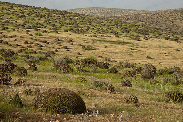 Vierkantige Euphorbie (Euphorbia echinus)