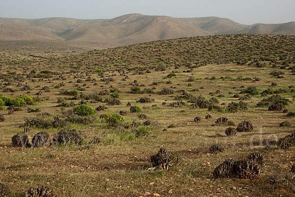 Vierkantige Euphorbie (Euphorbia echinus)