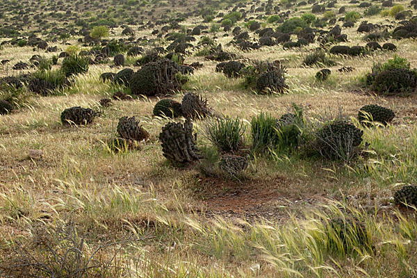 Vierkantige Euphorbie (Euphorbia echinus)