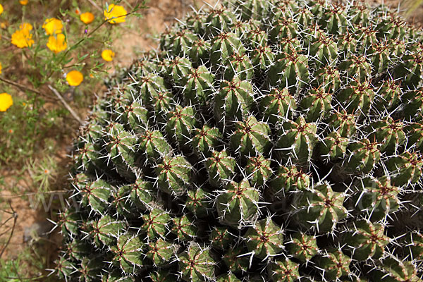 Vierkantige Euphorbie (Euphorbia echinus)