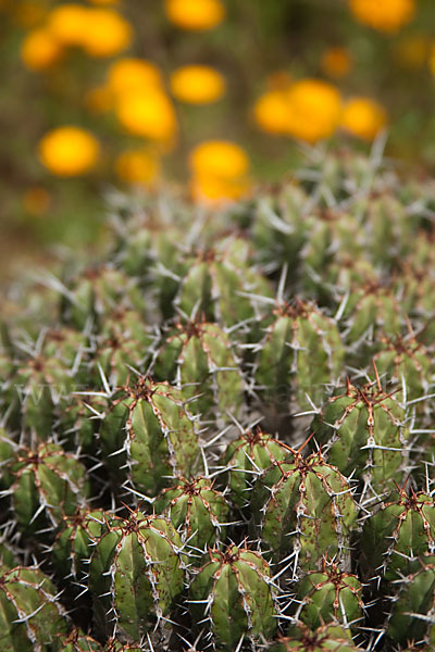 Vierkantige Euphorbie (Euphorbia echinus)