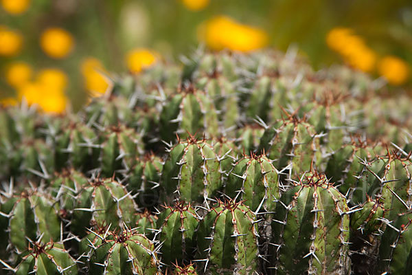 Vierkantige Euphorbie (Euphorbia echinus)