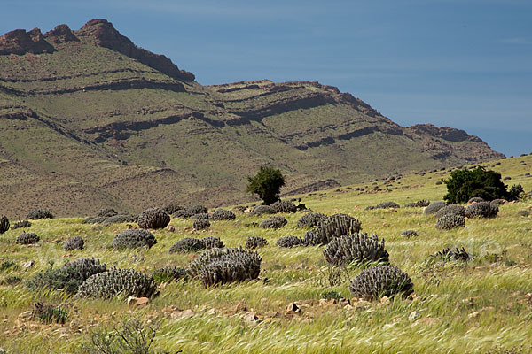 Vierkantige Euphorbie (Euphorbia echinus)