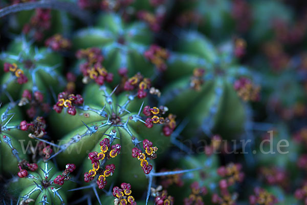 Vierkantige Euphorbie (Euphorbia echinus)