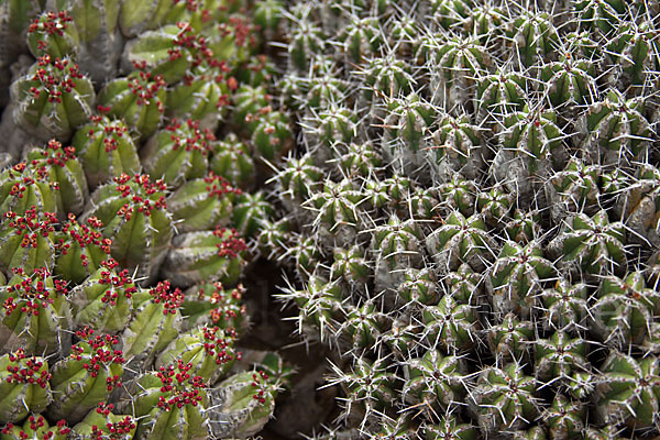 Vierkantige Euphorbie (Euphorbia echinus)