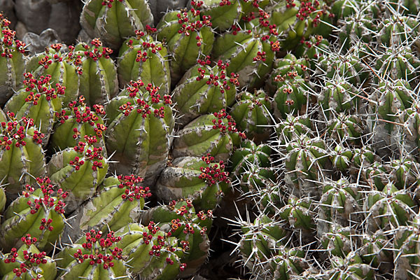 Vierkantige Euphorbie (Euphorbia echinus)