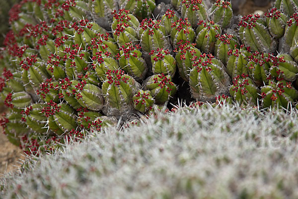 Vierkantige Euphorbie (Euphorbia echinus)