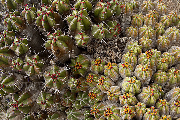 Vierkantige Euphorbie (Euphorbia echinus)