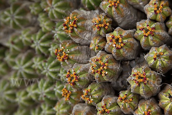 Vierkantige Euphorbie (Euphorbia echinus)