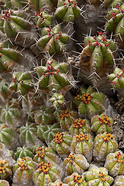 Vierkantige Euphorbie (Euphorbia echinus)