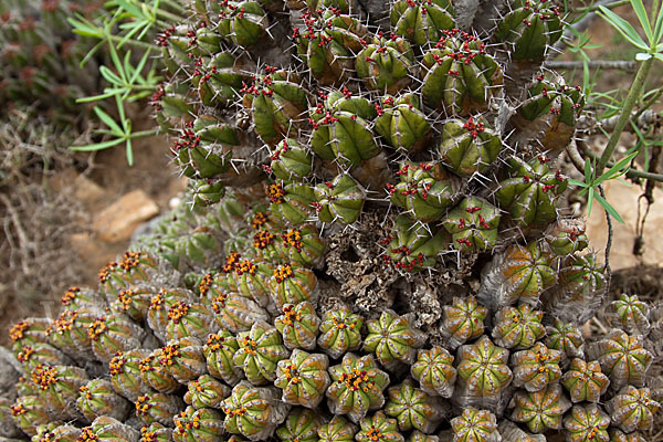 Vierkantige Euphorbie (Euphorbia echinus)