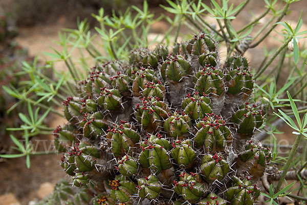 Vierkantige Euphorbie (Euphorbia echinus)