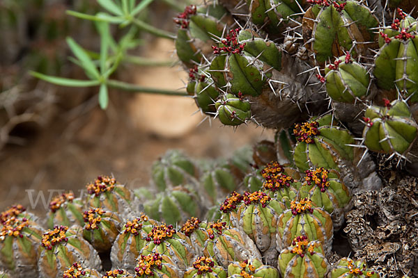 Vierkantige Euphorbie (Euphorbia echinus)