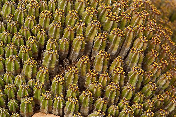 Vierkantige Euphorbie (Euphorbia echinus)