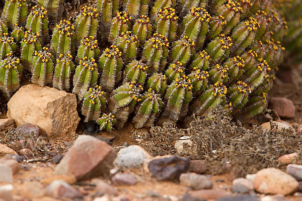 Vierkantige Euphorbie (Euphorbia echinus)