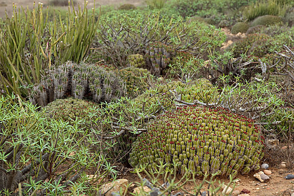 Vierkantige Euphorbie (Euphorbia echinus)