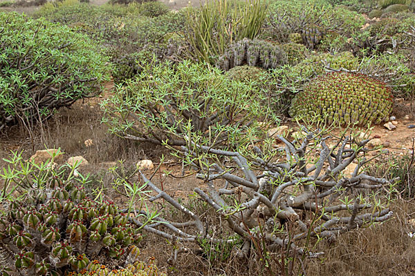 Vierkantige Euphorbie (Euphorbia echinus)