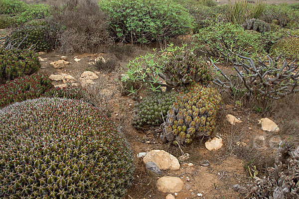 Vierkantige Euphorbie (Euphorbia echinus)