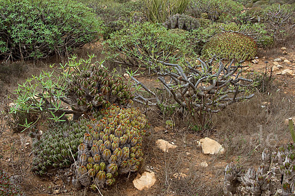 Vierkantige Euphorbie (Euphorbia echinus)