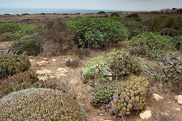 Vierkantige Euphorbie (Euphorbia echinus)