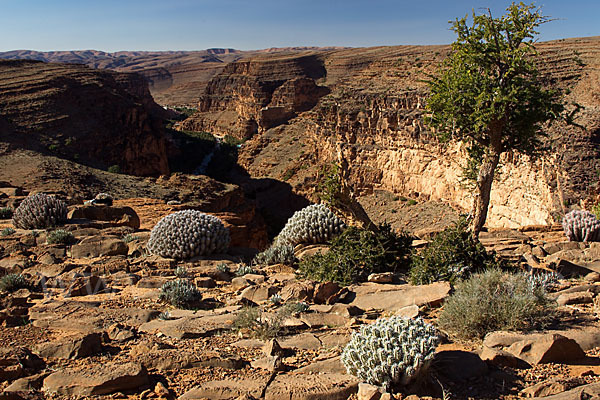 Vierkantige Euphorbie (Euphorbia echinus)