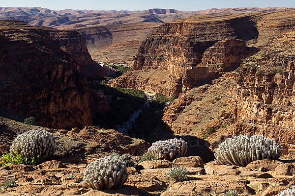 Vierkantige Euphorbie (Euphorbia echinus)