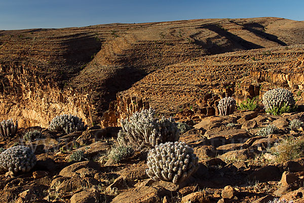 Vierkantige Euphorbie (Euphorbia echinus)
