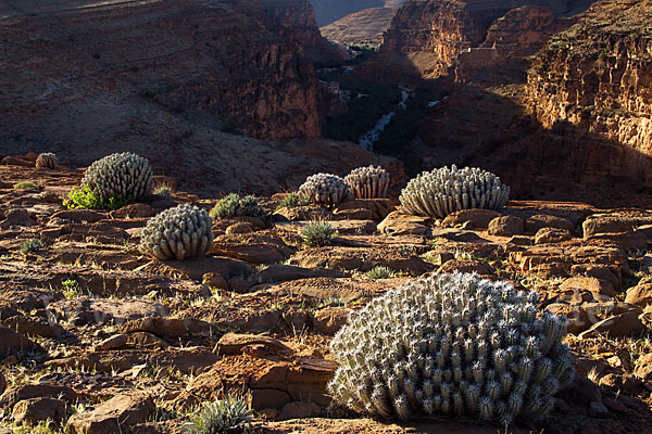 Vierkantige Euphorbie (Euphorbia echinus)