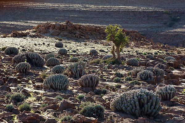 Vierkantige Euphorbie (Euphorbia echinus)