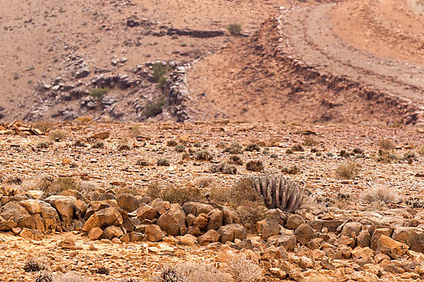 Vierkantige Euphorbie (Euphorbia echinus)