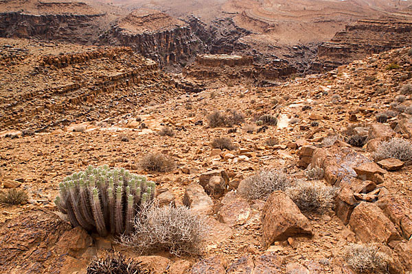 Vierkantige Euphorbie (Euphorbia echinus)