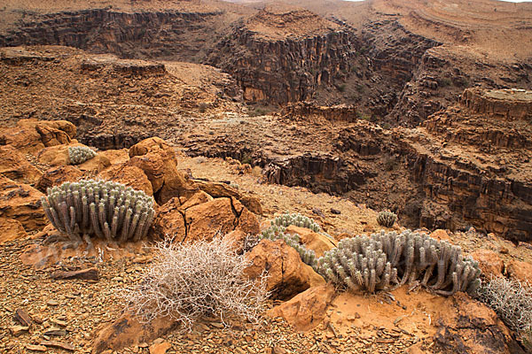 Vierkantige Euphorbie (Euphorbia echinus)