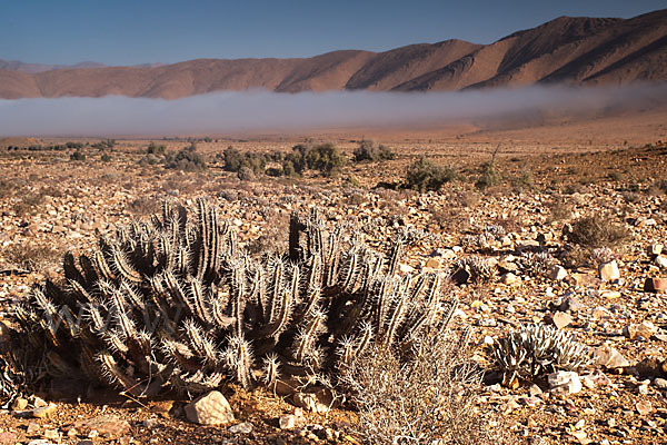 Vierkantige Euphorbie (Euphorbia echinus)