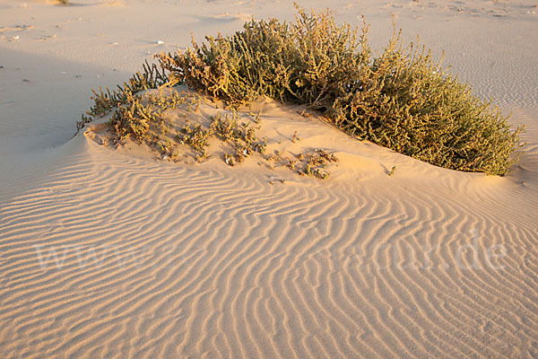 Vierkantiges Salzkraut (Salsola tetragona)