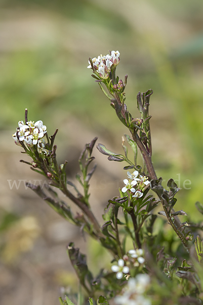 Viermänniges Schaumkraut (Cardamine hirsuta)