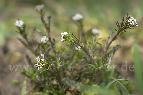 Viermänniges Schaumkraut (Cardamine hirsuta)